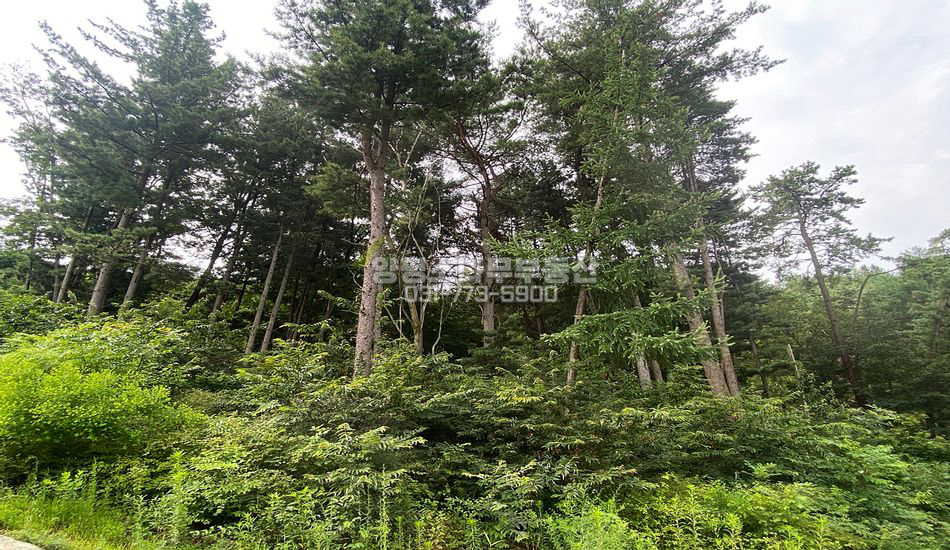 양평군 서종면 도장리 마을 상단 개발부지