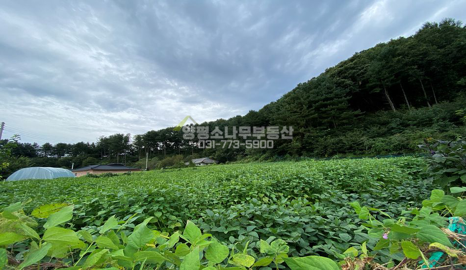 양평군 양동면 매월리 마을 내 평지 주택지