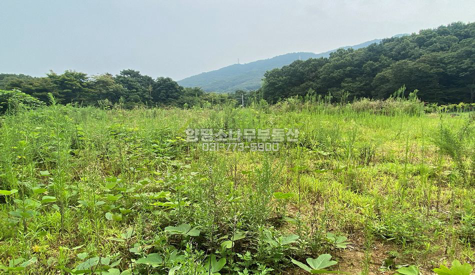 양평군 강하면 전수리 마을 깊숙한곳/평편한 부지/전망굿