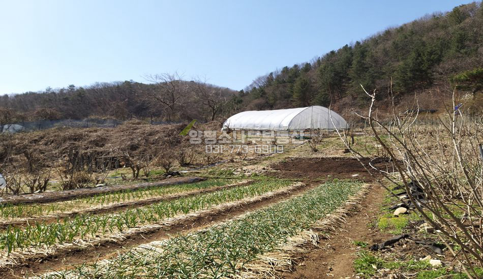 양평군 양동면 고송리 아늑한 마을내 주택지/계획관리