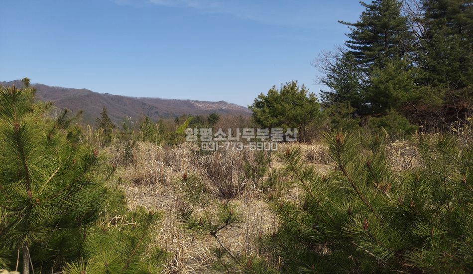 양평군 양동면 고송리 깊숙한 곳 반듯한필지