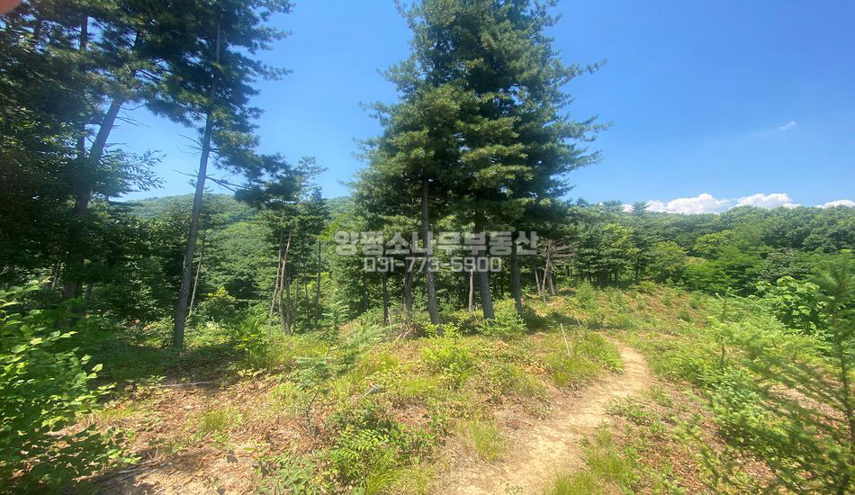 양평군 지평면 옥현리 마을 안쪽 자연림 임야