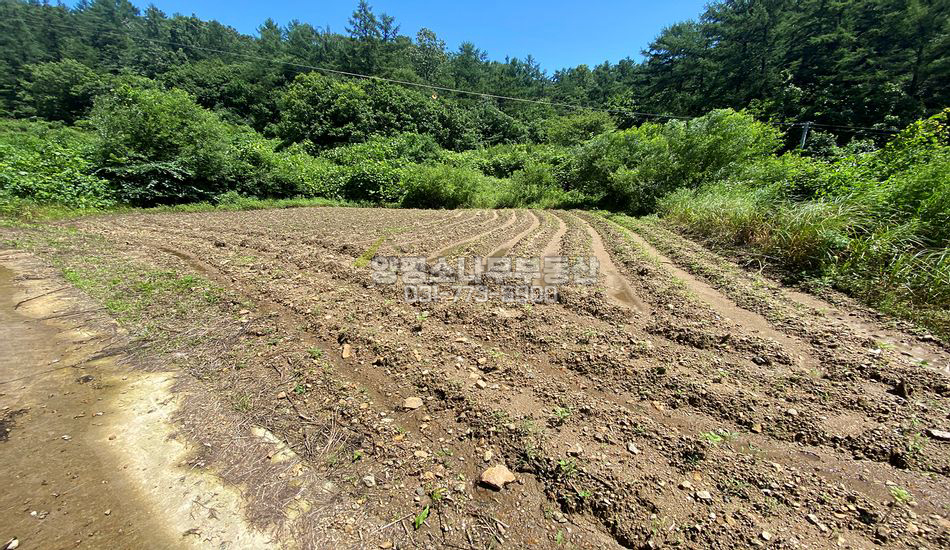 양평군 청운면 삼성리 마을 끝 국유림 둘러싸인 부지