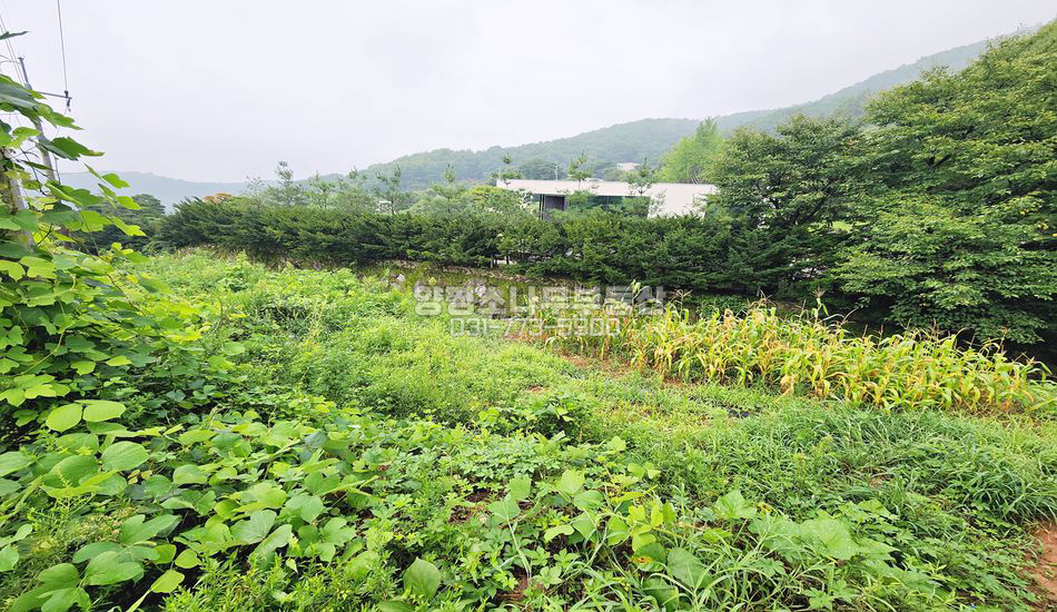 양평군 옥천면 용천리 마을 안쪽 주택지/분할매매