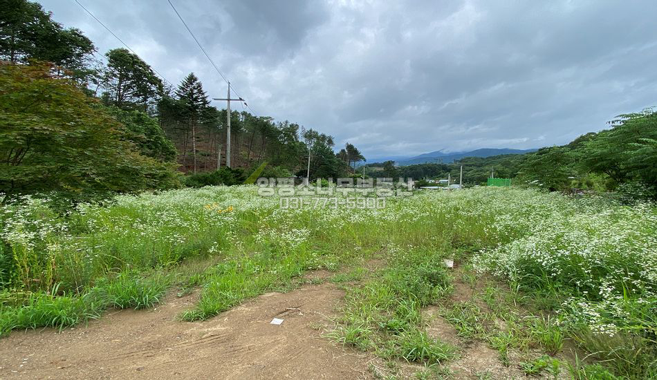 양평군 단월면 덕수리 소규모 마을 평지 주택지