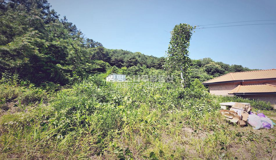 양평군 단월면 봉상리 추천 자연림 임야 개발부지