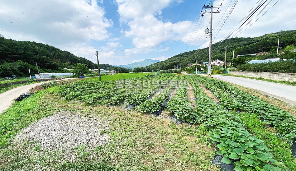 양평군 양서면 도곡리 마을 중간 평지 진흥구역 농지