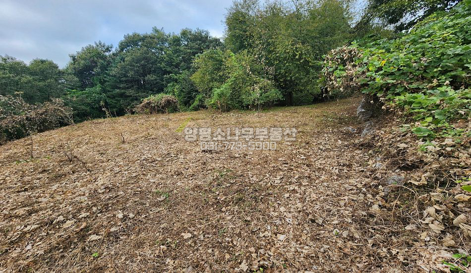양평군 지평면 대평리 지방도 가까운곳 평편한 부지
