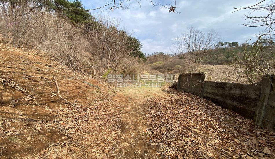 양평군 용문면 조현리 개발까다로운 보전산지 자연림 임야 