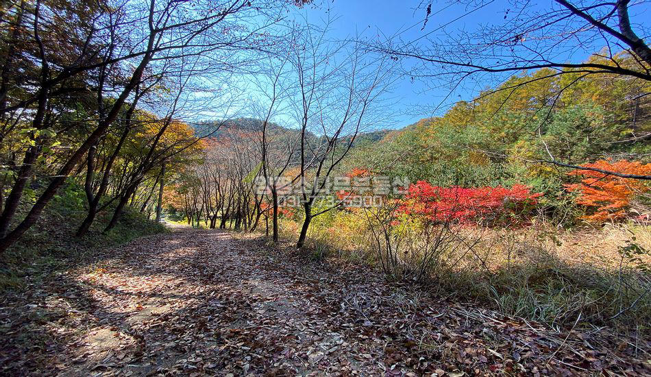 양평군 청운면 삼성리 깊숙한 산속 임야