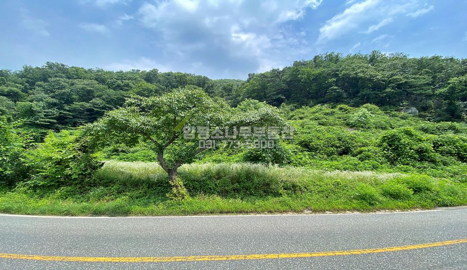 양평군 서종면 도장리 한적한 대로변 주택/근생부지