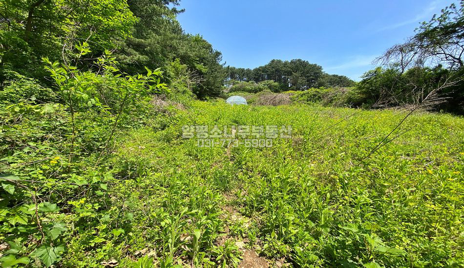 양평군 서종면 정배리 산자락 평지 주택지