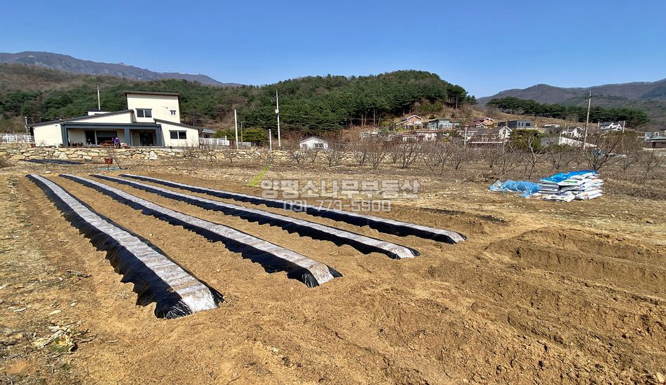 양평군 용문면 연수리 완전평지 산세좋은곳/분할가능