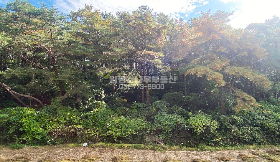 여주시 북내면 외룡리 완경사지 임야 개발부지