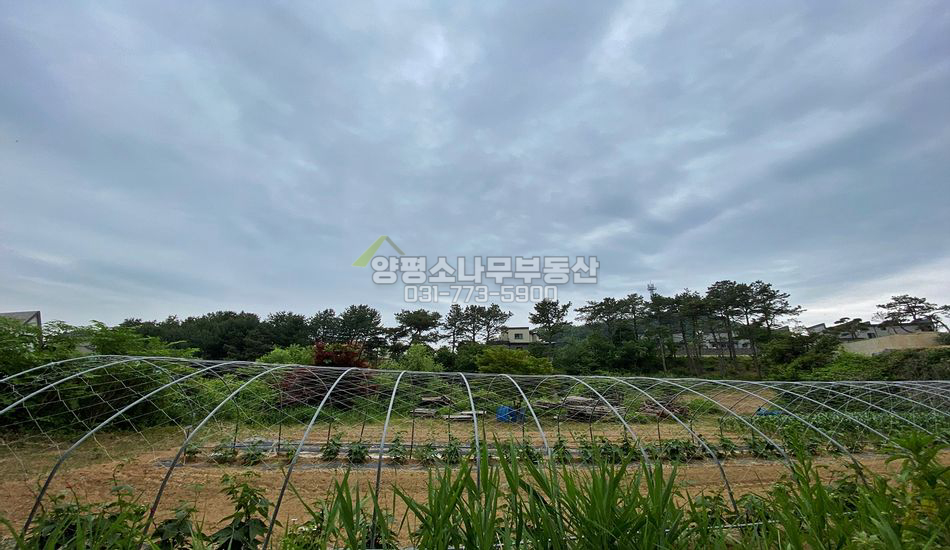 양평군 양평읍 대흥리 6번국도 접한 자연림 임야