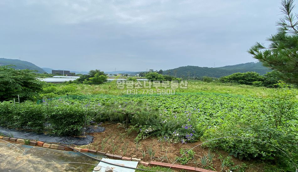 양평군 강상면 세월리 평지 주택지/개별매매 가능/남한강200미터