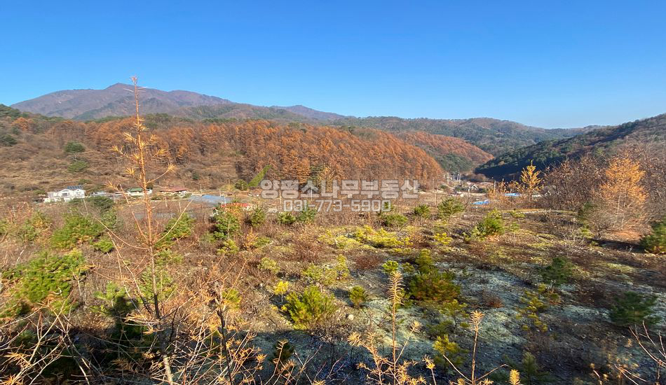 양평군 단월면 산음리 마을깊숙한곳 풍광좋은 주택지