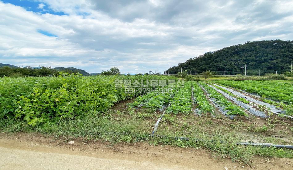 양평군 강상면 세월리 좋은형상 편편한 주택지