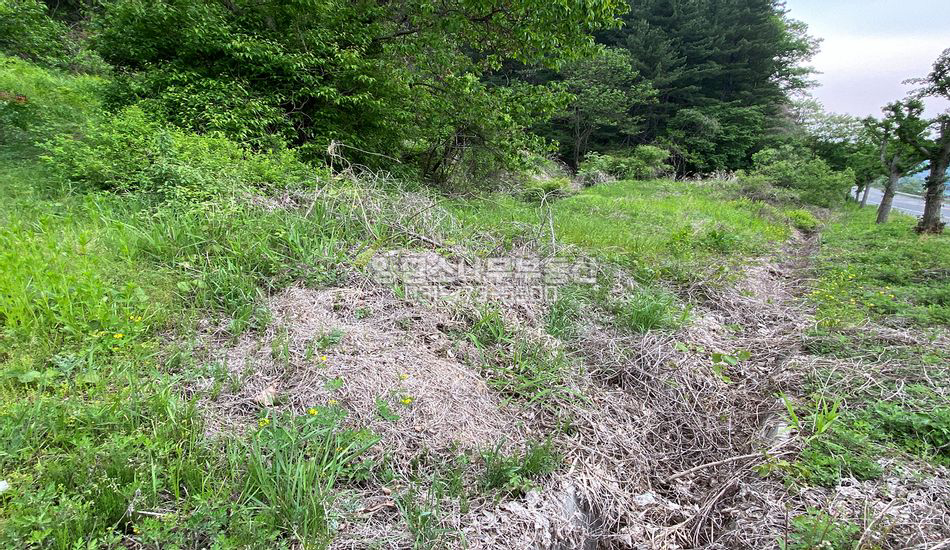 양평군 단월면 향소리 한적한 대로변 농지/주말농장