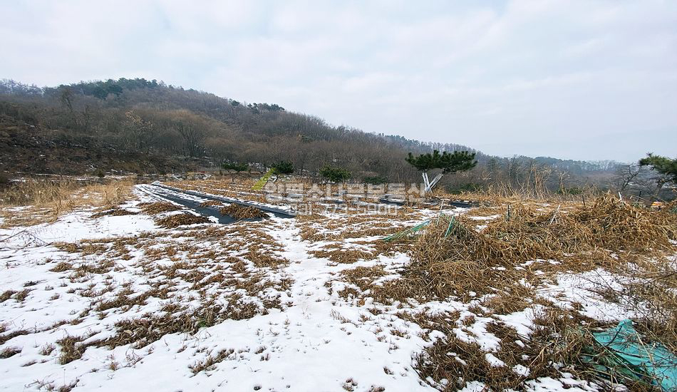 양평군 강상면 송학리 언덕위 2차선인근/240평분할매매