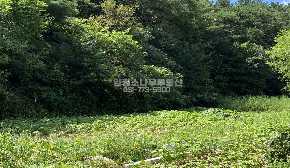양평군 양동면 쌍학리 양동역 차량5분/맹지