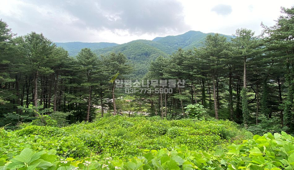 양평군 서종면 명달리 2차선도로 접한부지/토목필요