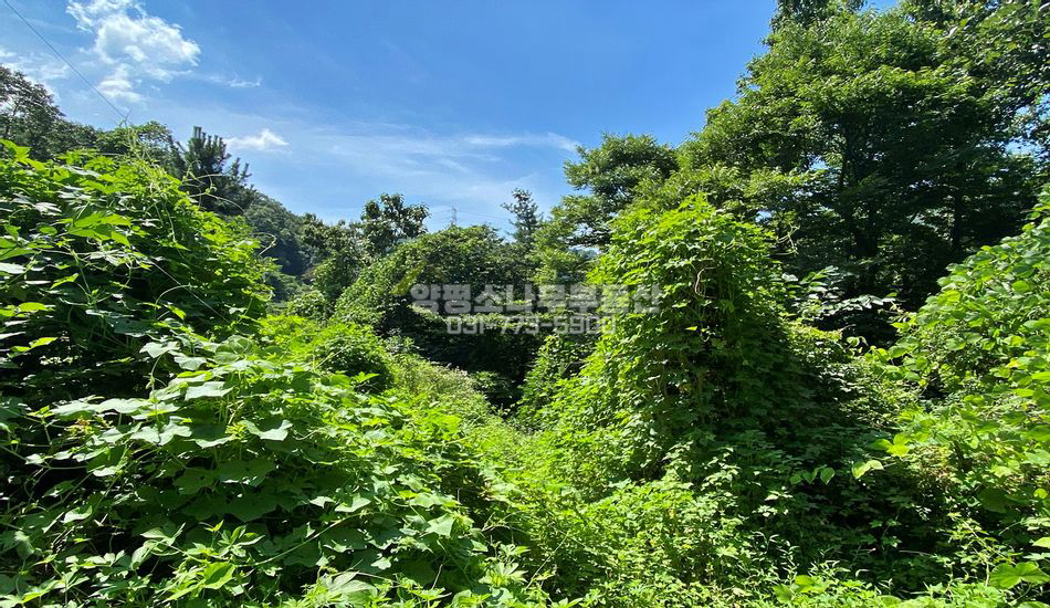 양평군 양서면 목왕리 자연림 개발부지