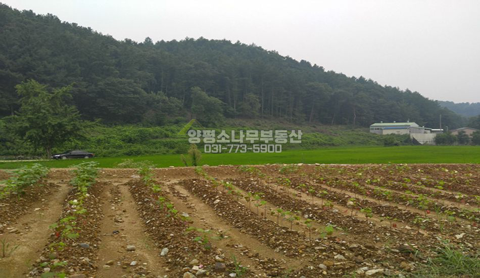 양평군 양서면 도곡리 기다란 토지형상 절대농지