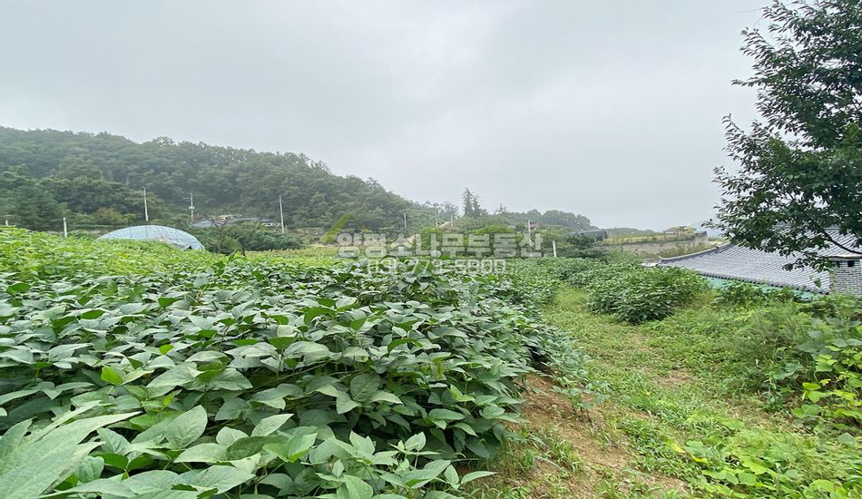 양평군 강하면 성덕리 탁트인전망/마을상단/토목완료