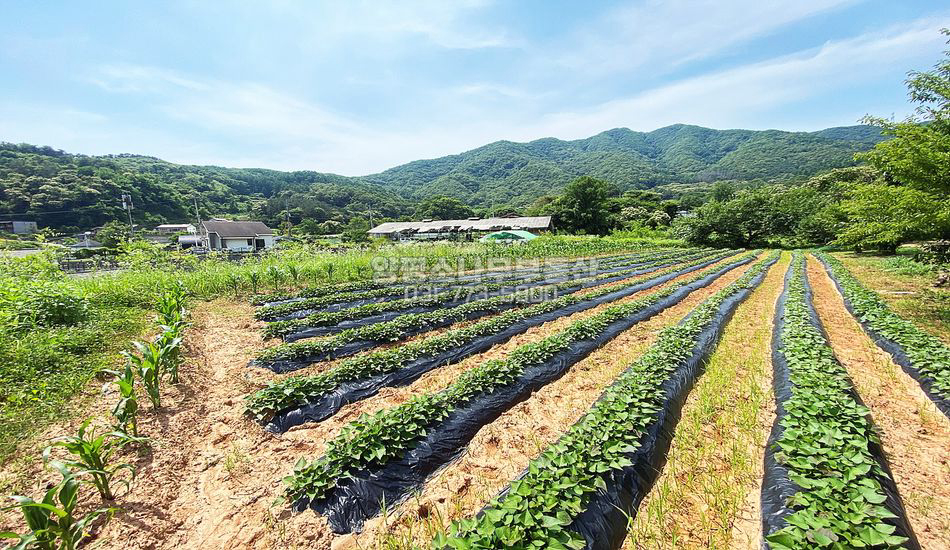 양평군 양서면 청계리 마을 안 평편한 계획관리 농지