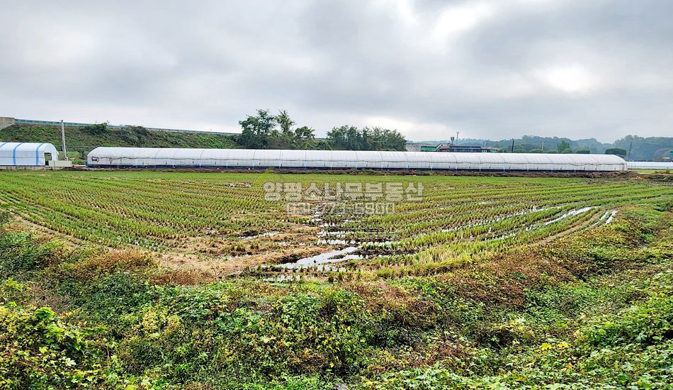 여주시 금사면 궁리 2차선대로변 진흥구역 농지