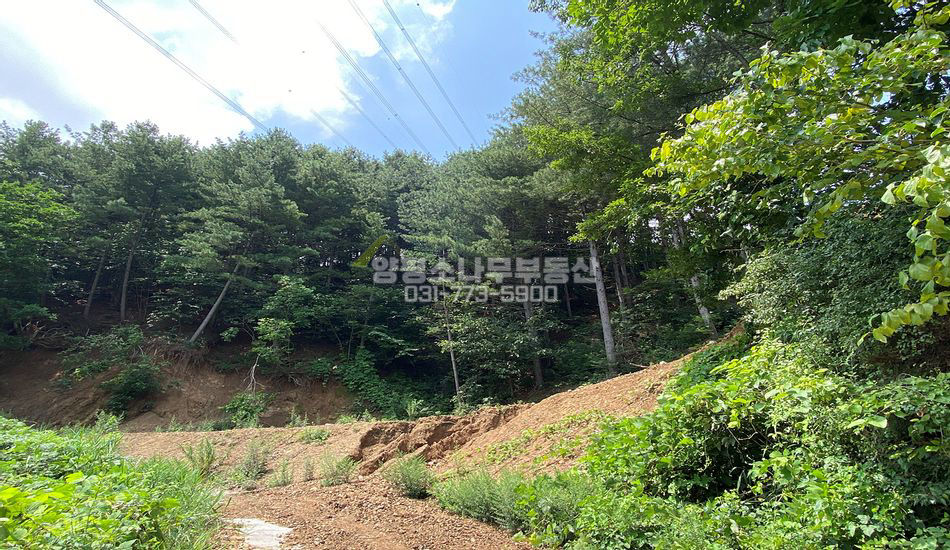 양평군 단월면 명성리 저렴한 자연림 임야