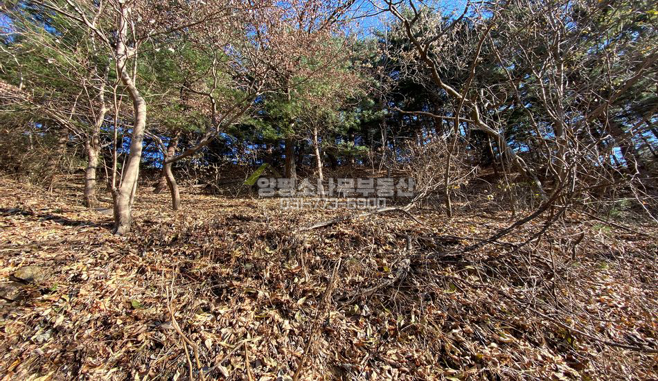 양평군 옥천면 용천리 자연림 임야 개발부지