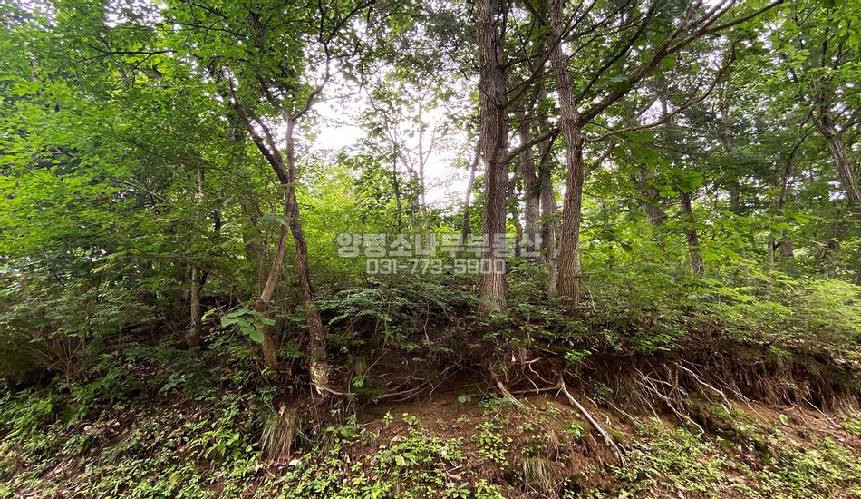 양평군 서종면 노문리 마을 안쪽 자연림 주택지
