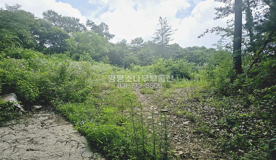 양평군 지평면 대평리 도로끝 상단 자연림 임야