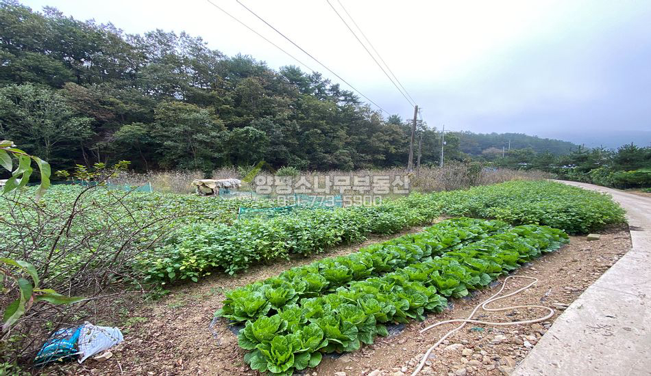 양평군 양서면 부용리 마을안쪽 그린벨트 농지