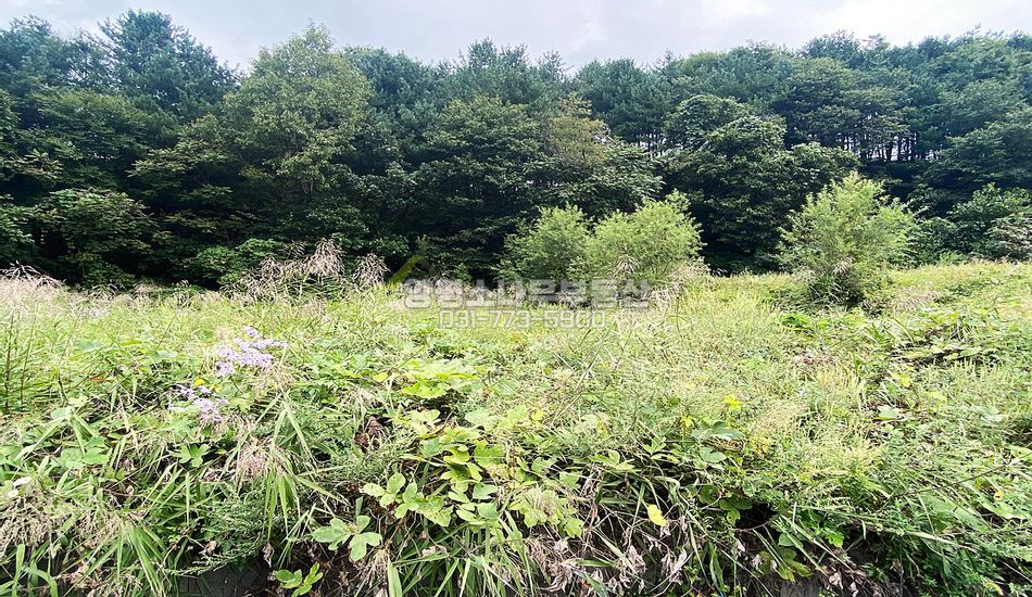 양평군 청운면 다대리 인적드문 곳 산자락 평지