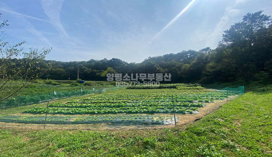 여주시 대신면 송촌리 농경지 주변 아트막한 임야