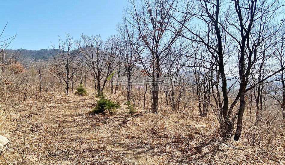 양평군 양평읍 백안리 해발고도250미터 자연휴양림 개발부지
