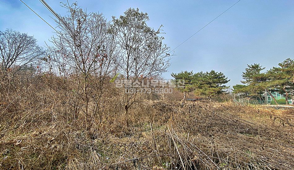양평군 서종면 문호리 자연림 마을안쪽 주택지