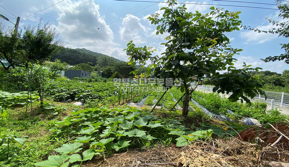 양평군 지평면 지평리 편의시설 도보/깔끔한 마을내 주택지