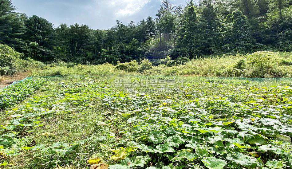 양평군 퇴촌면 우산리 마을 최상단 산자락 필지