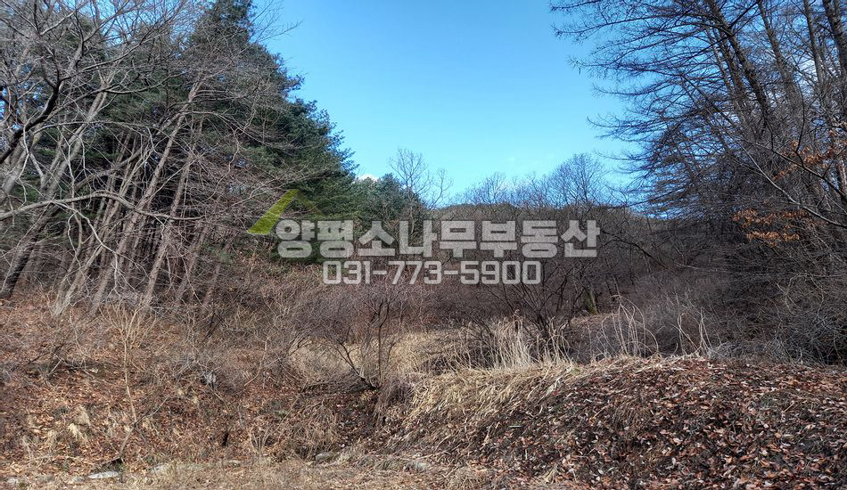 양평군 양서면 도곡리 산속 맹지/묫자리