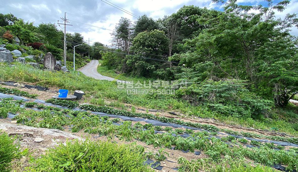 양평군 지평면 망미리 야트막한 곳 주택지