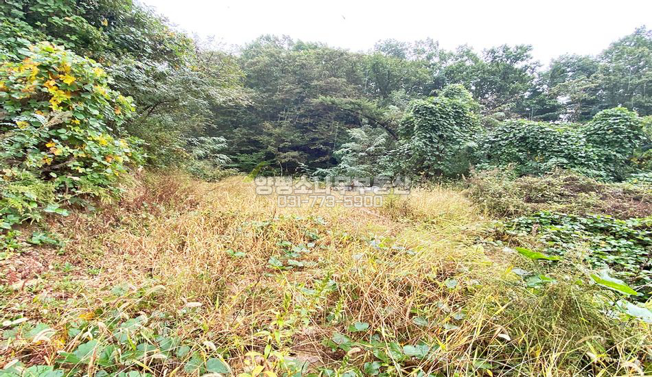 양평군 양서면 증동리 단지끝 토목완료/국수역 차량10분