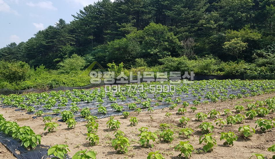 양평군 단월면 명성리 지방도 인근 농지