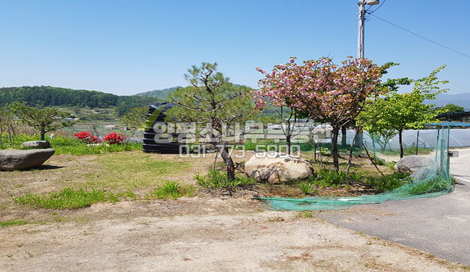 양평군 지평면 월산리 소담스런 농원/소나무80주/컨테이너