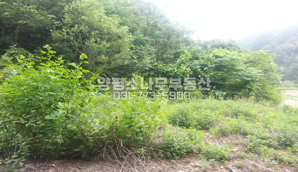 양평군 강하면 전수리 완경사지 자연스런 땅