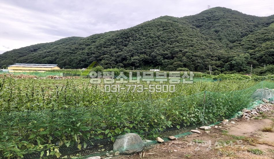 양평군 강상면 대석리 지방도 하천 인근 건축가능 농지