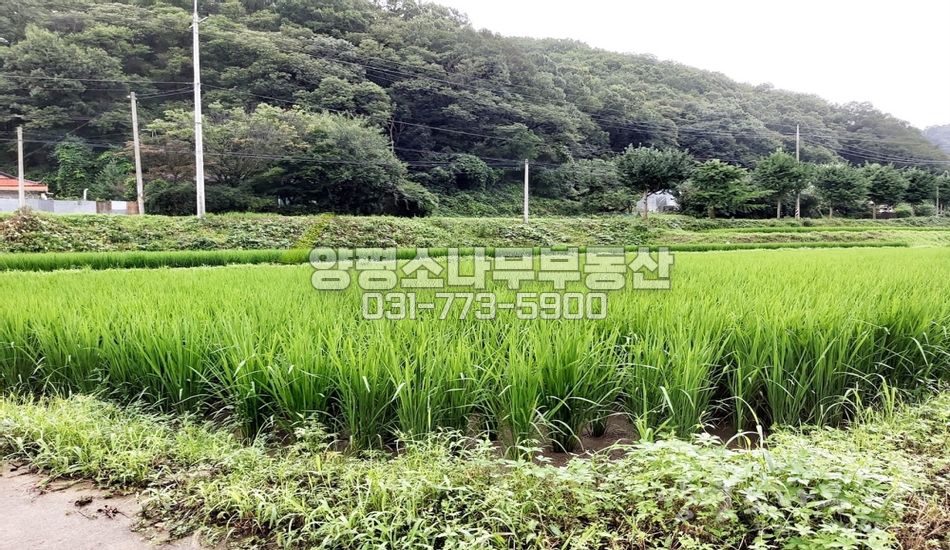 양평군 용문면 삼성리 지방도 인근 저렴한 토지